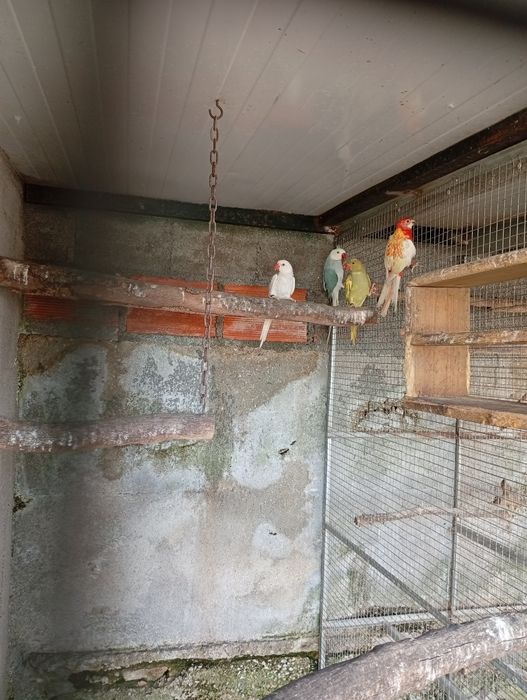 Ring neck fêmeas 2025