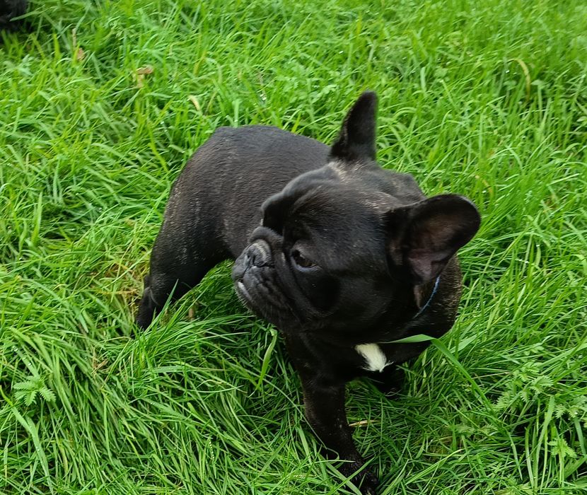 Buldog francuski