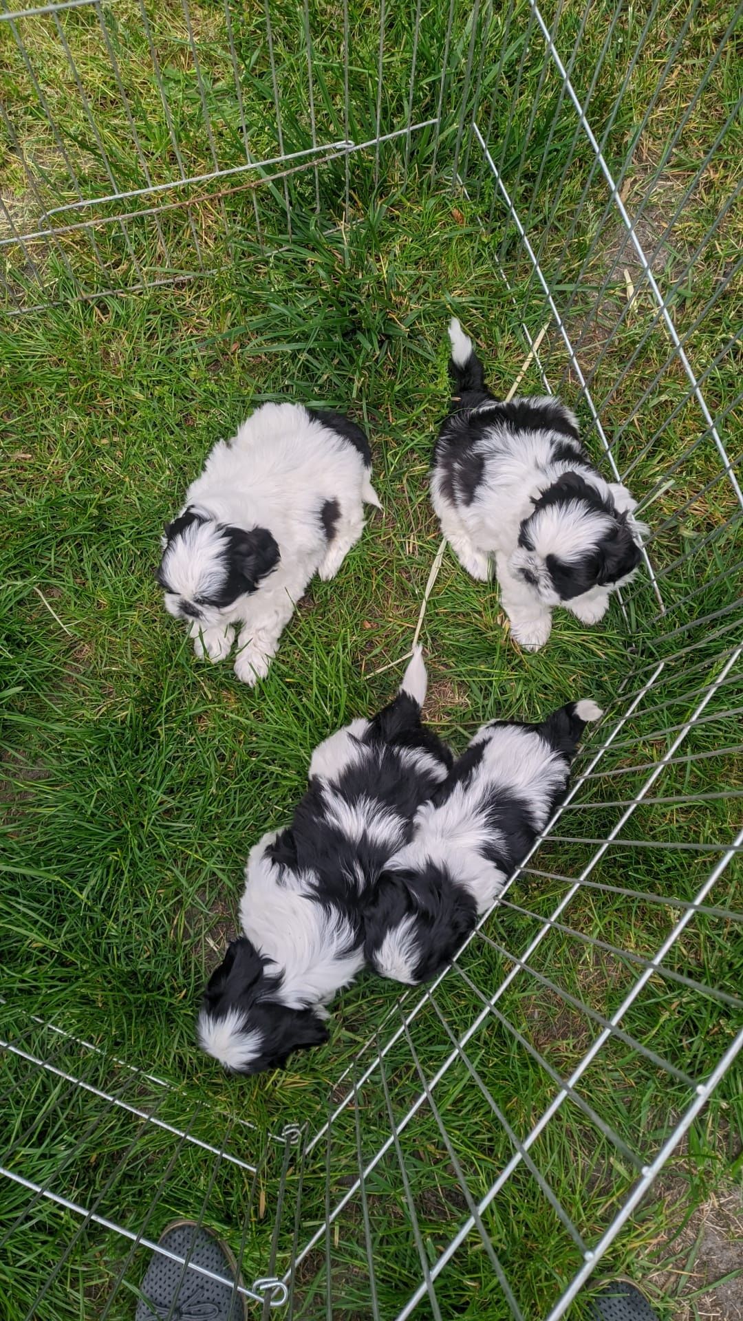 SHIH TZU biało czarne RODOWÓD chip wyprawka