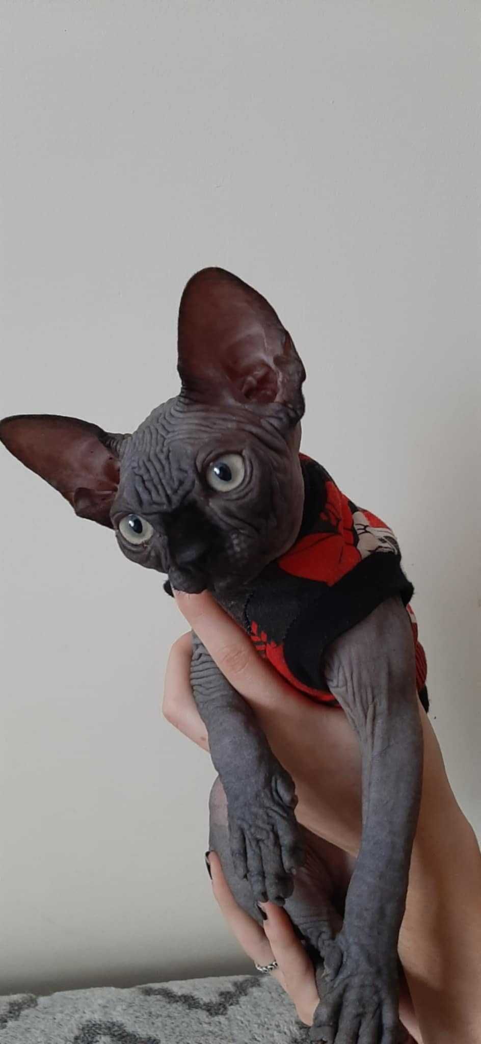 Sfinks Kanadyjski