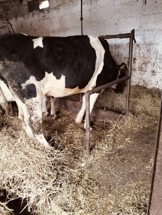 Krowa mleczna hf cielna