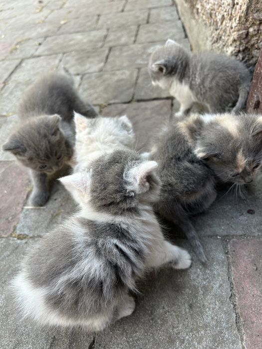 Віддаємо кошенят у добрі руки БЕЗКОШТОВНО