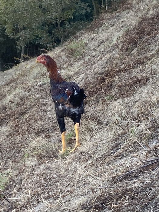 Indio gigante deste ano