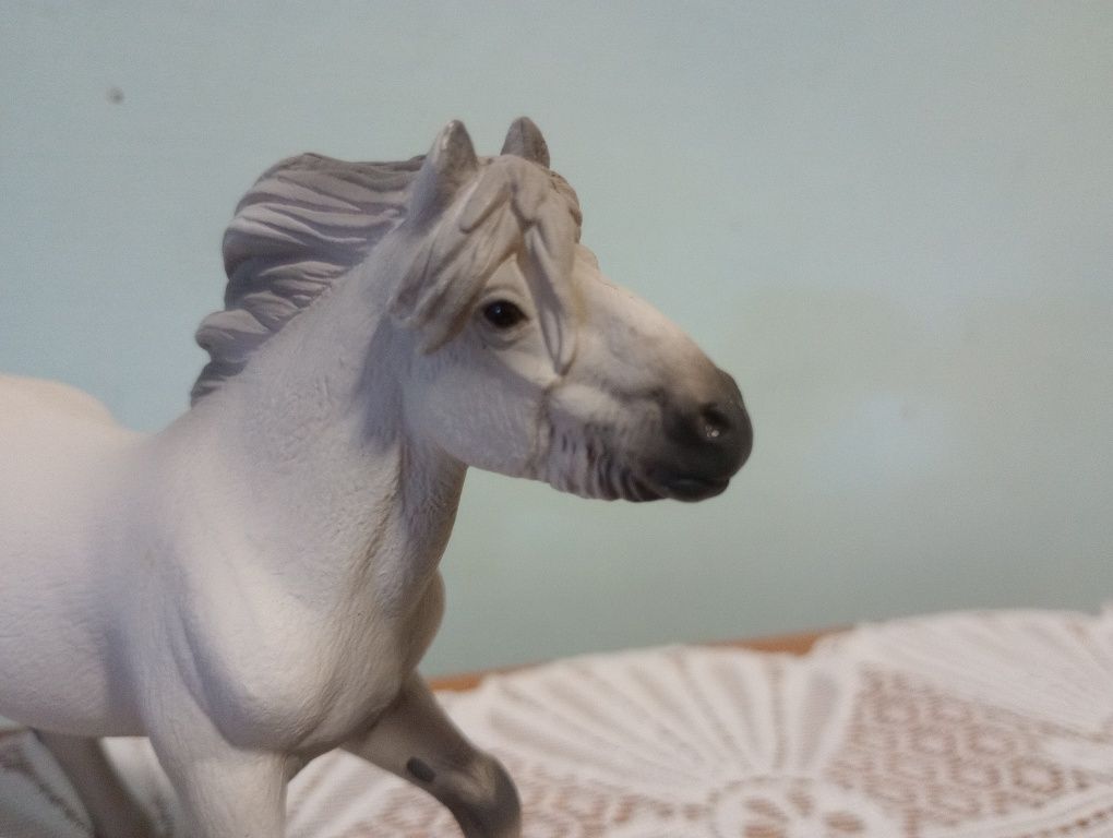 Sprzedam! Kuc collecta