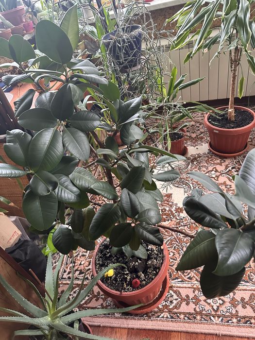 Фікус для приміщення