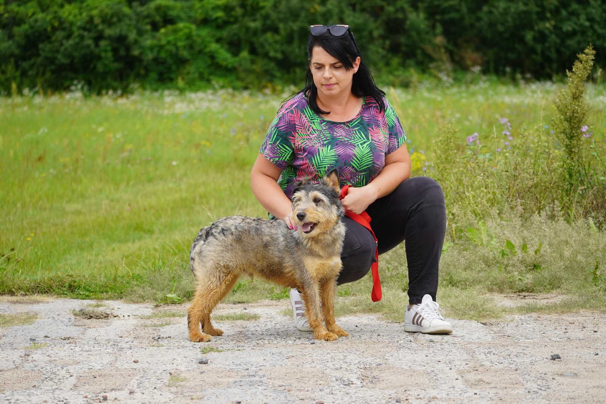 Denar - wspaniały pies szuka domu