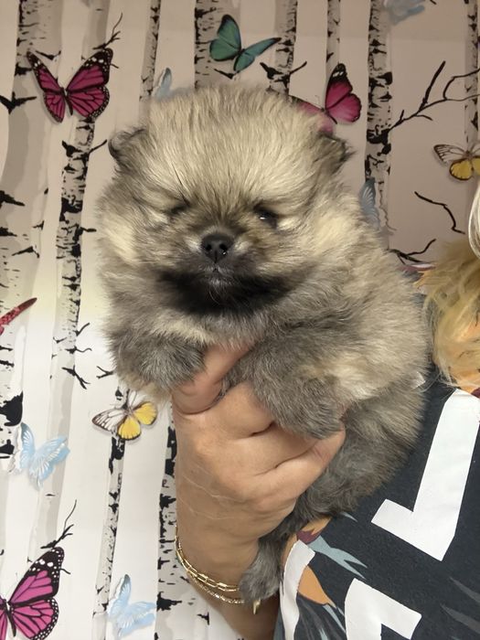 Chlopiec szpic miniaturowy pomeranian FCI