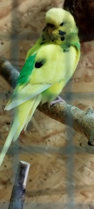 Witam sprzedam papugi faliste w różnych kolorach