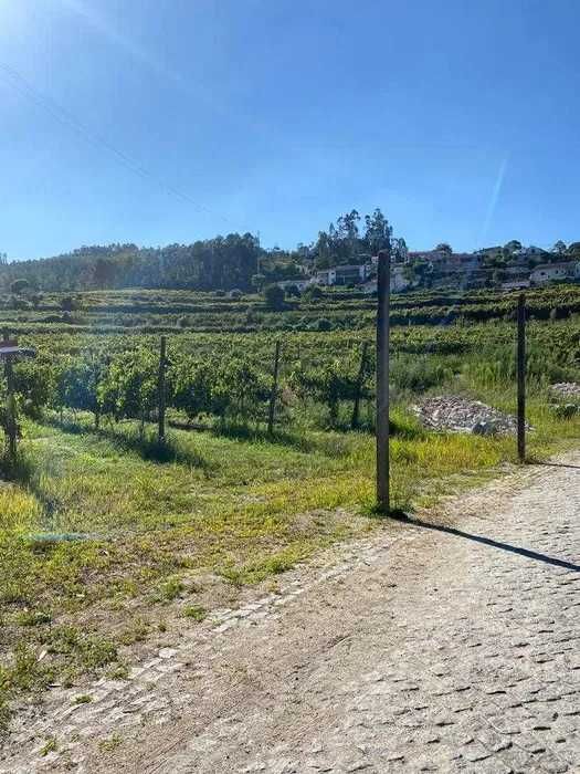Terreno com 50000m2 com Vinha Mecanizada nova