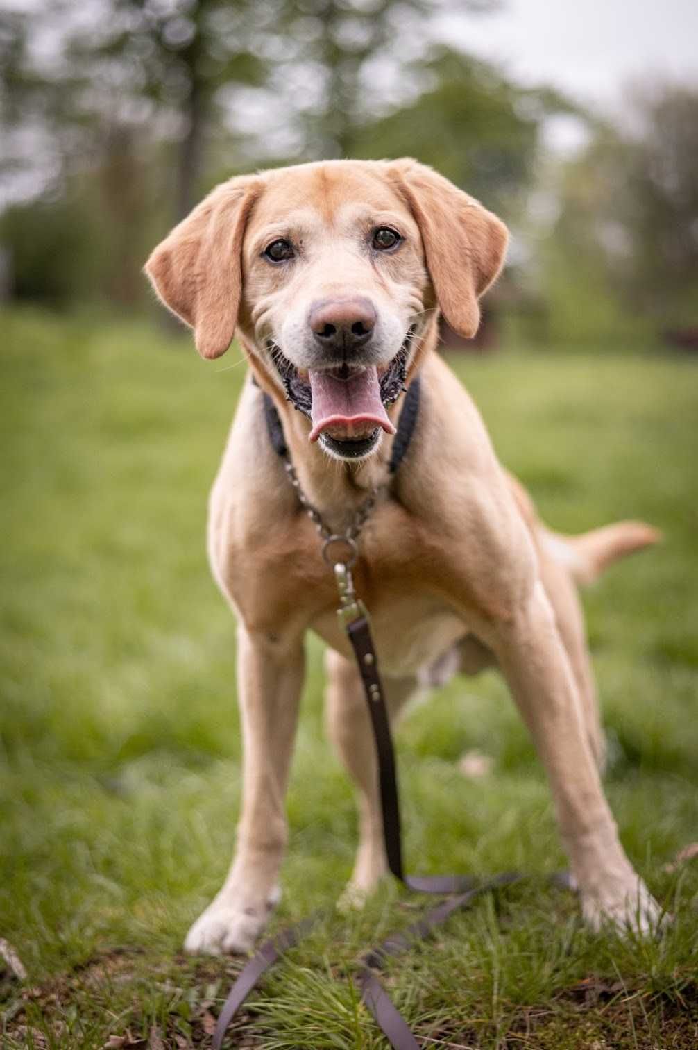 Wspaniały i piękny labrador BODO poleca się do adopcji!