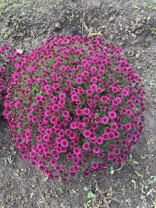 Хризонтема мультифлора