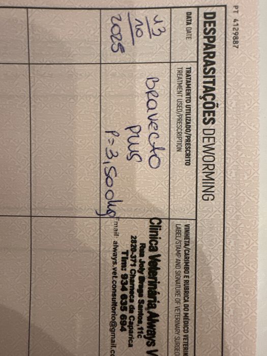 Gatinha tricolor Francisca para adoção responsavel