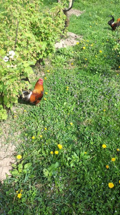 Продам когутів і курчат -бентамки