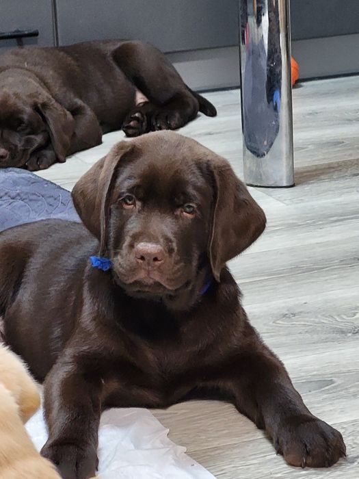 Хлопчик- красунчик лабрадор ретривер!