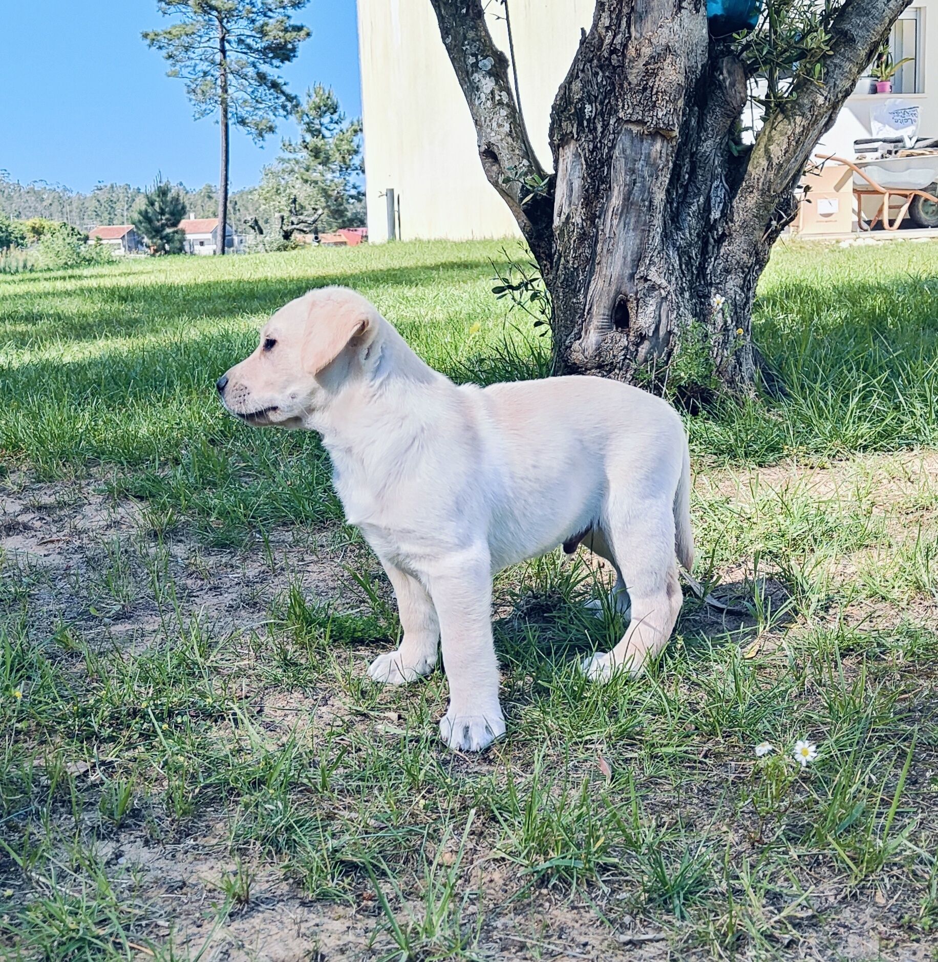 Labrador Retriever