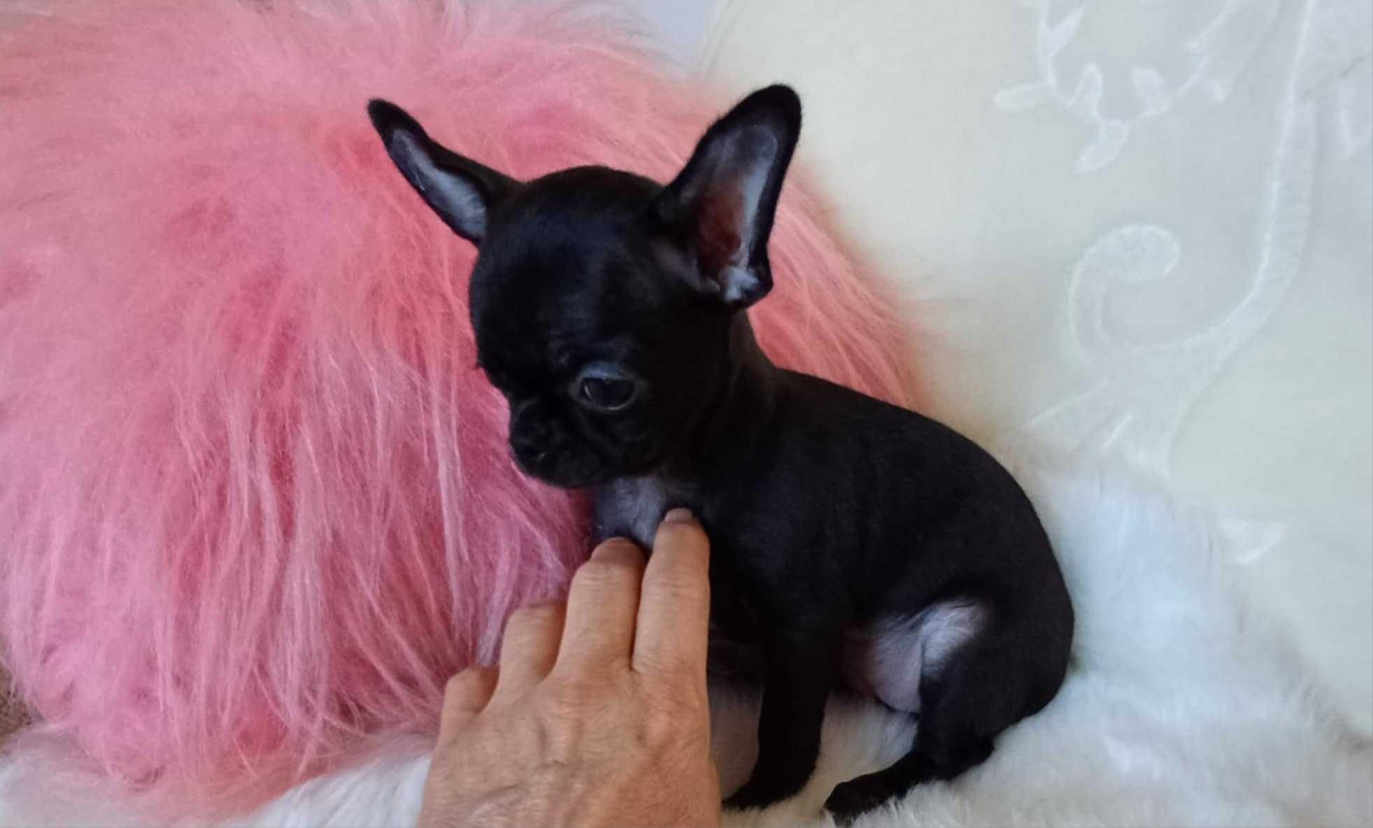 Chihuahua przepiękna trzymiesięczna dziewczynka