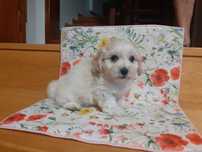Maltipoo  szczeniak piesek