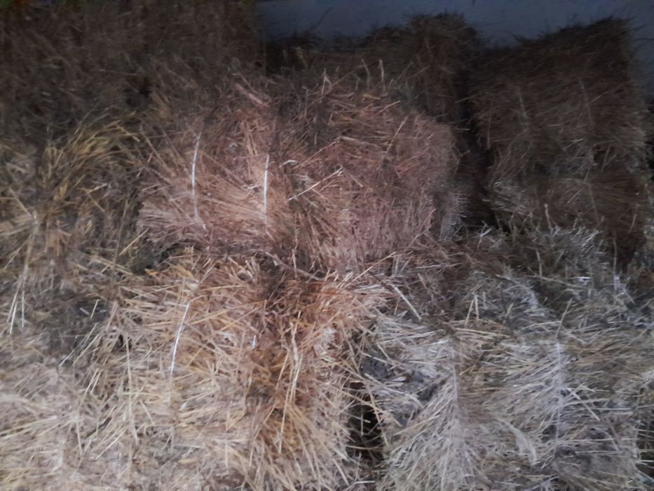 Продам сіно люцерни