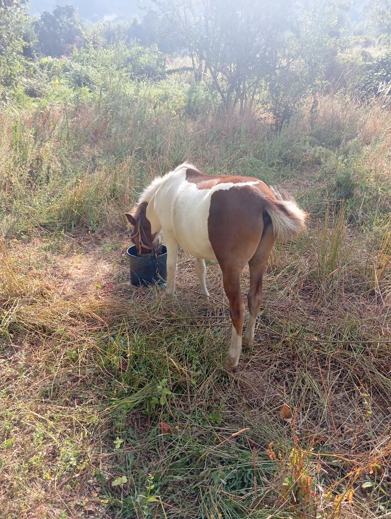 Vendo pônei macho