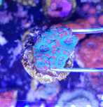 Acanthastrea koralowiec akwarium morskie