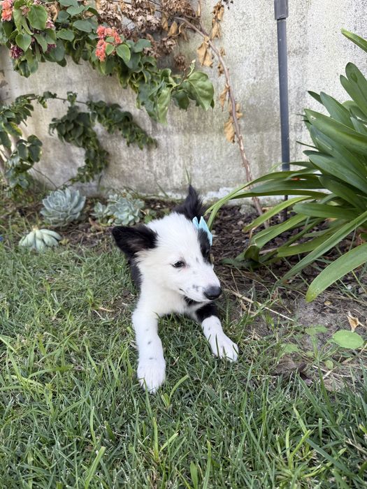 Border collie Preta e branca