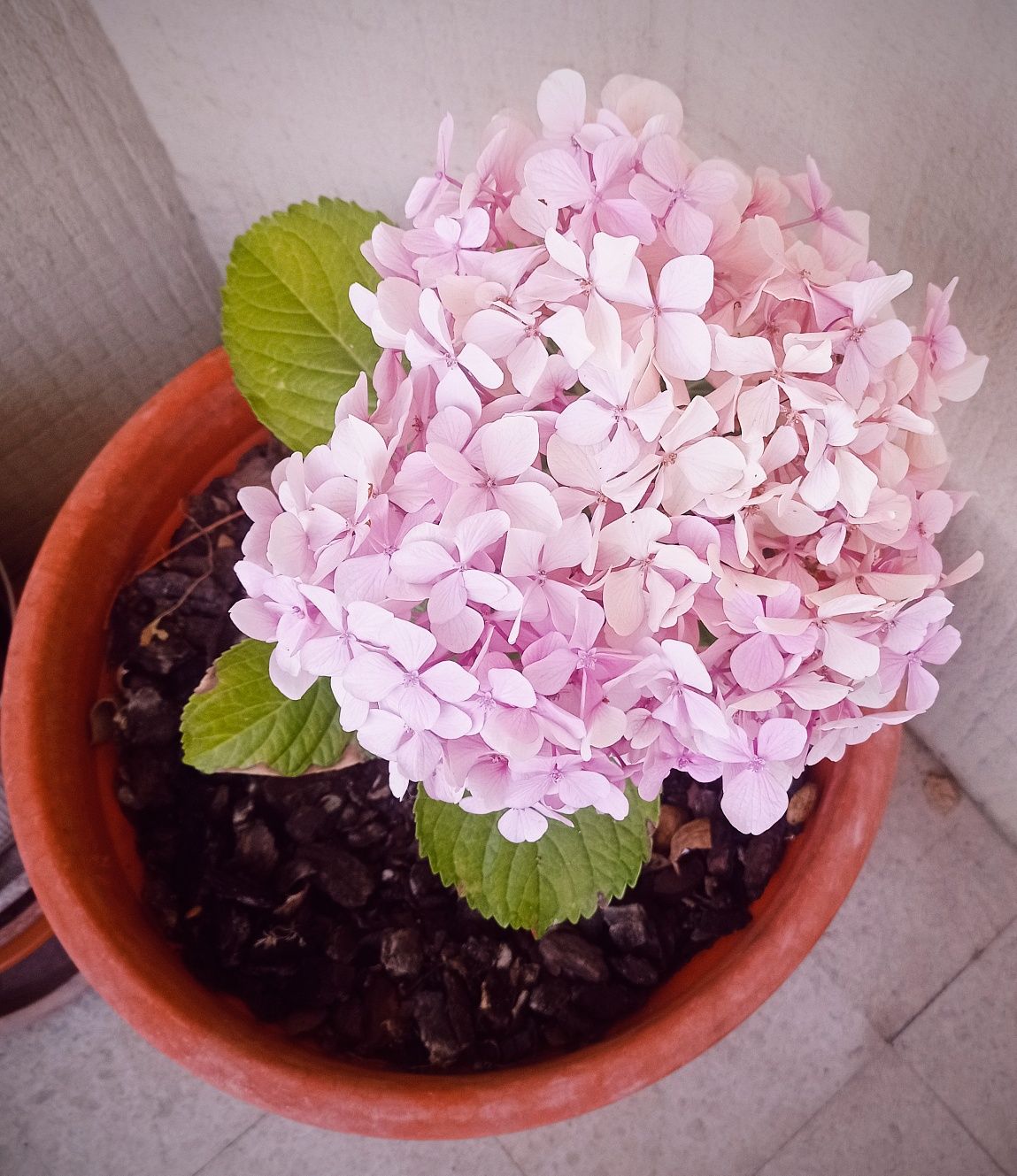 Hortências em vaso