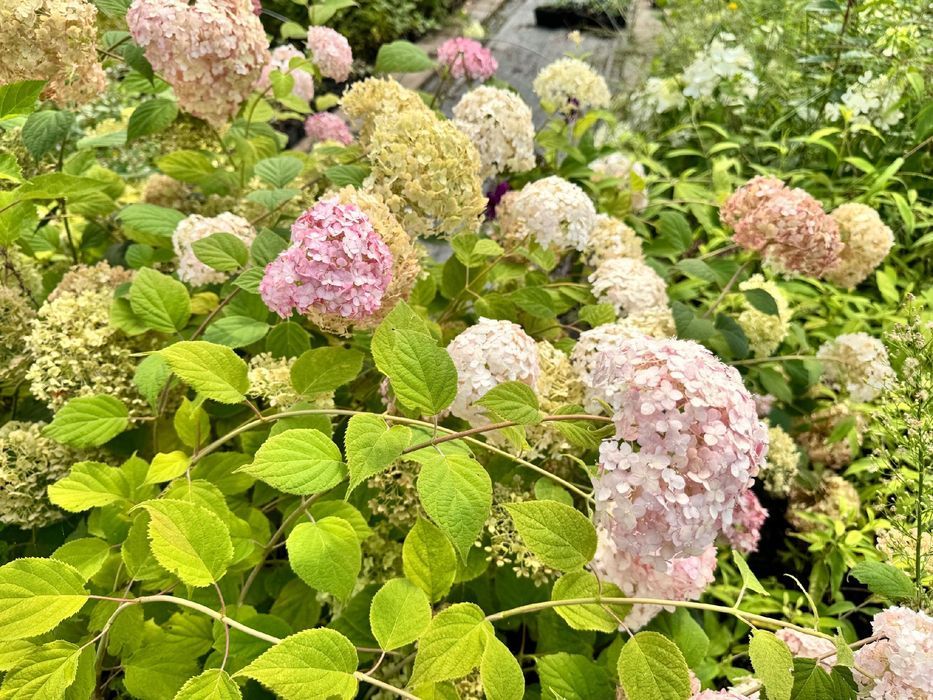 Hortensja krzewiasta 'Candybelle Bubblegum' (Hydrangea)