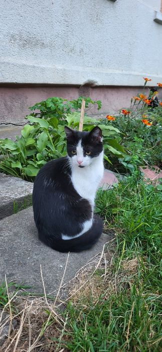 Котик хлопчик в добрі руки