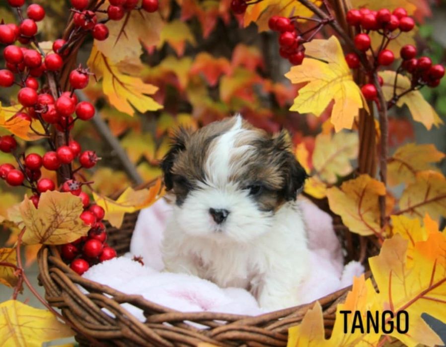 Shih- tzu piesek Zkwp FCI
