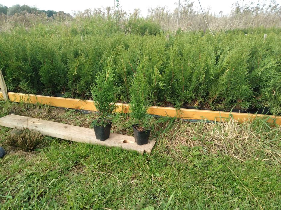 Tuje szmaragd brabant z plantacji w doniczkach 4 zł 50-60 cm