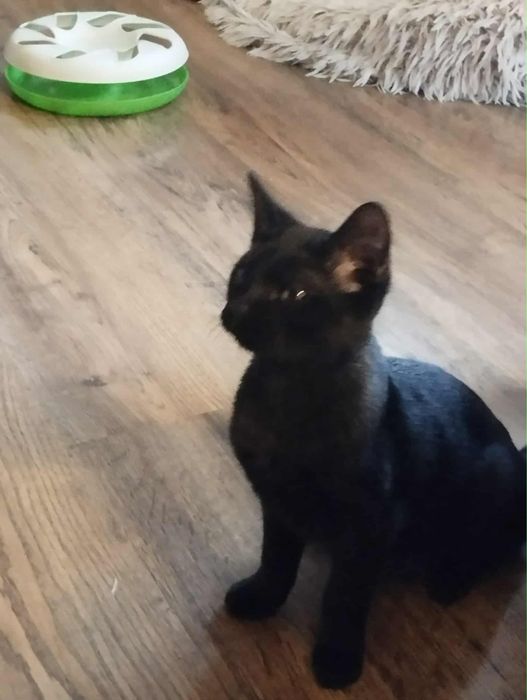 Cudowna koteczka szuka domu