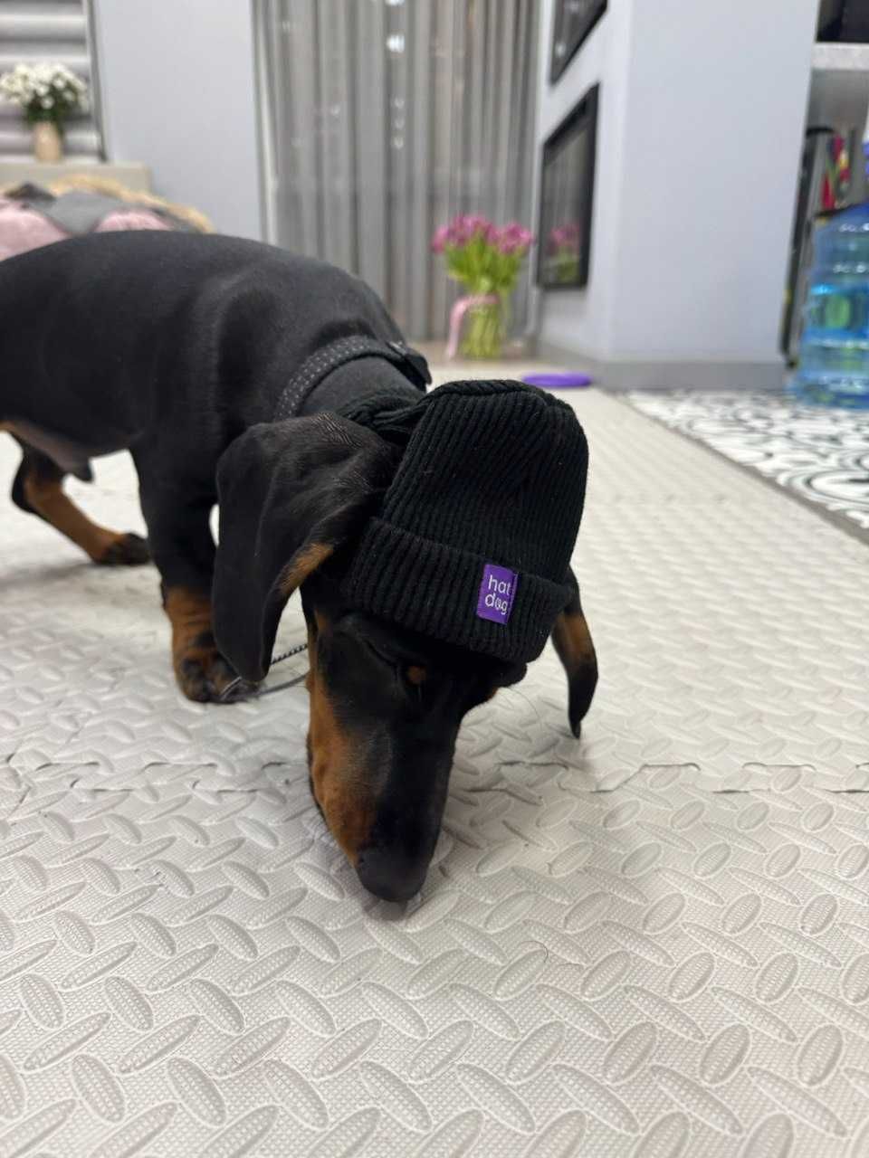 Шапка для собак HatDog