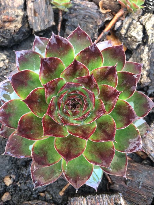 Каменные розы, молодило, кам‘яна роза