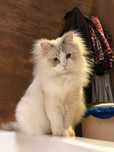 Kot Ragdoll - do adopcji płatnej
