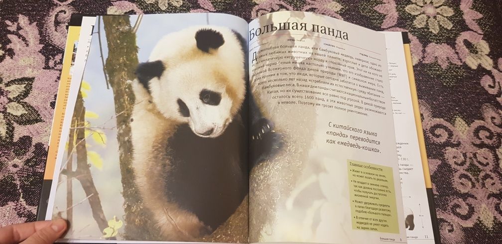 Книга Животные планеты Энциклопедия Медведи Кристина Курвен