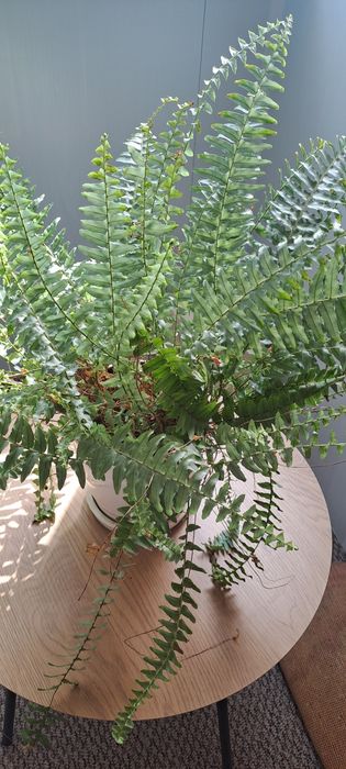 Папоротнік великий