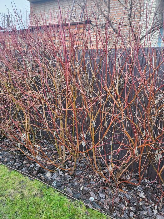 Дерен  Буча велики