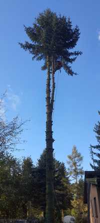 Wycinka i pielegnacja drzew Czyszczenie działek