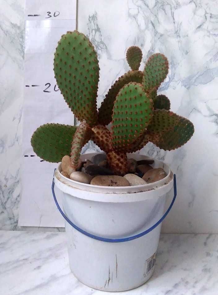 Аустроциліндропунція (Austrocylindropuntia) та  Опунція (opuntia)