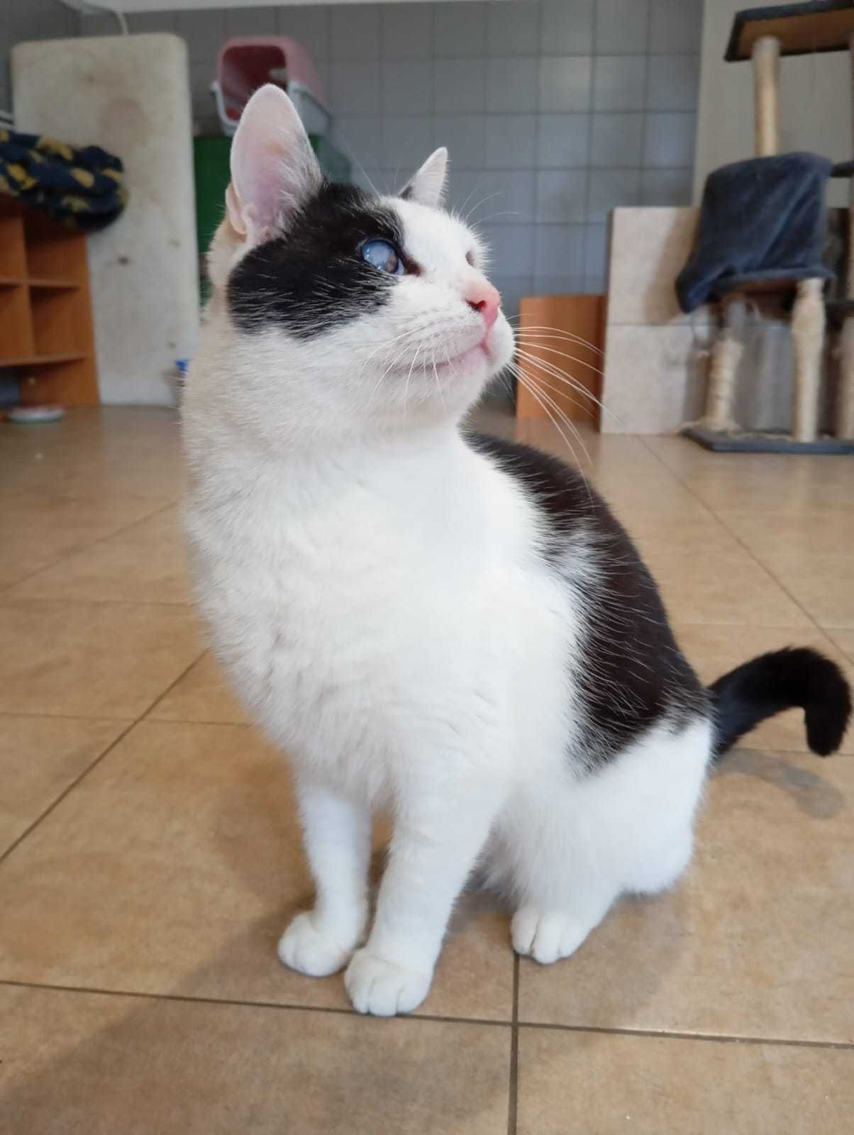 Kotek Ślepotek Szuka Domu!