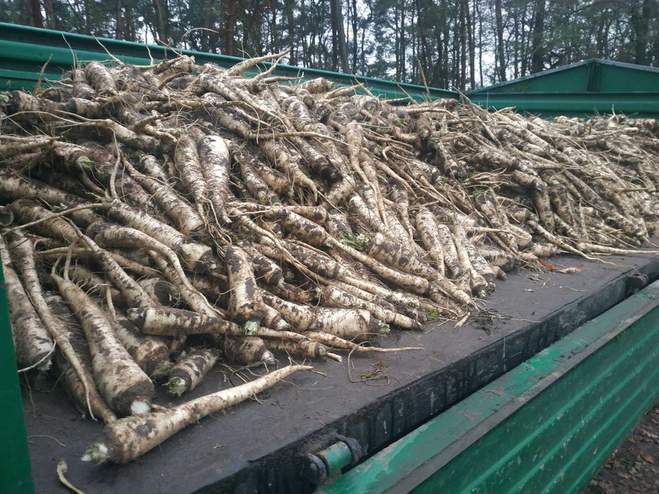 Pietruszka korzeniowa Sort Handlowy, oraz 6+