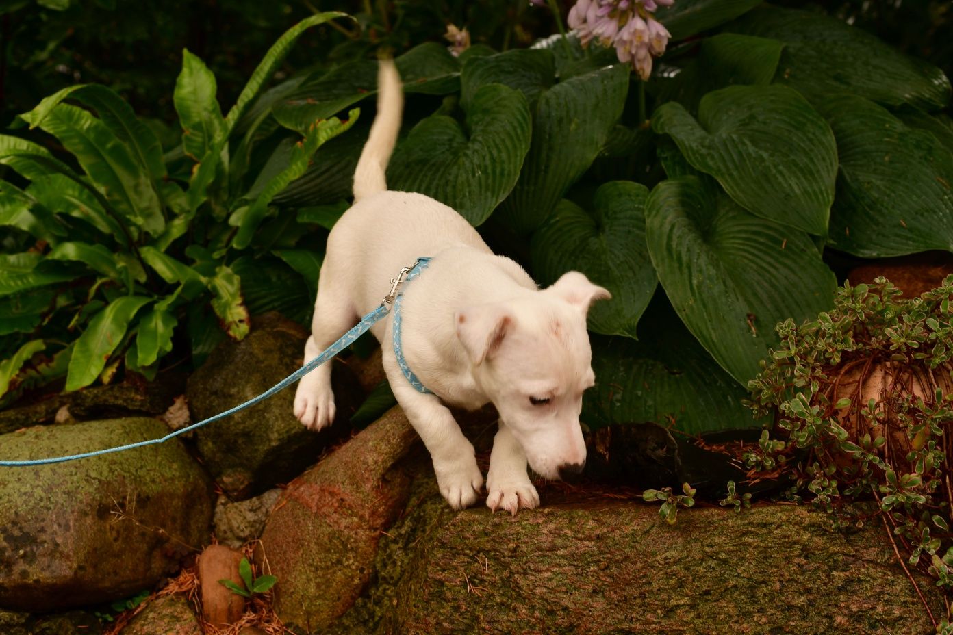 Śliczny piesek Jack Russell Terrier