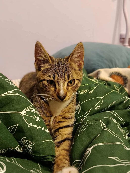 Kotek Tymianek do adopcji