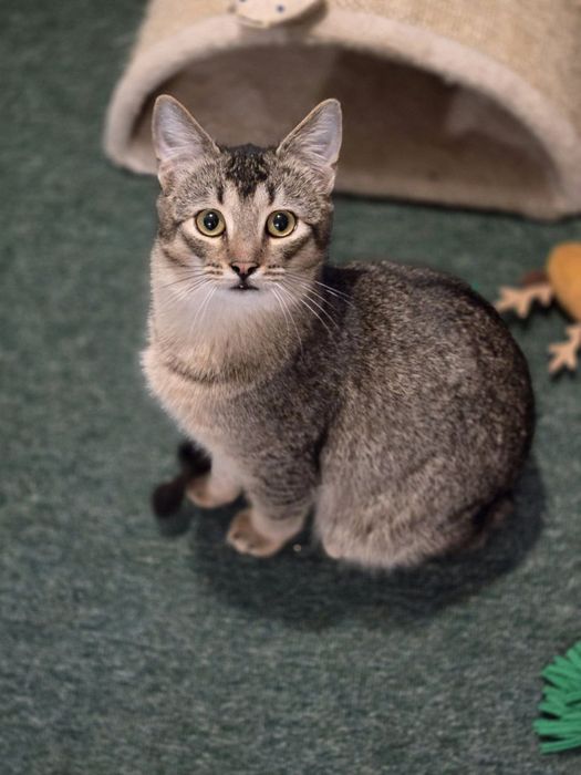 Котёнок в хорошие заботливые руки