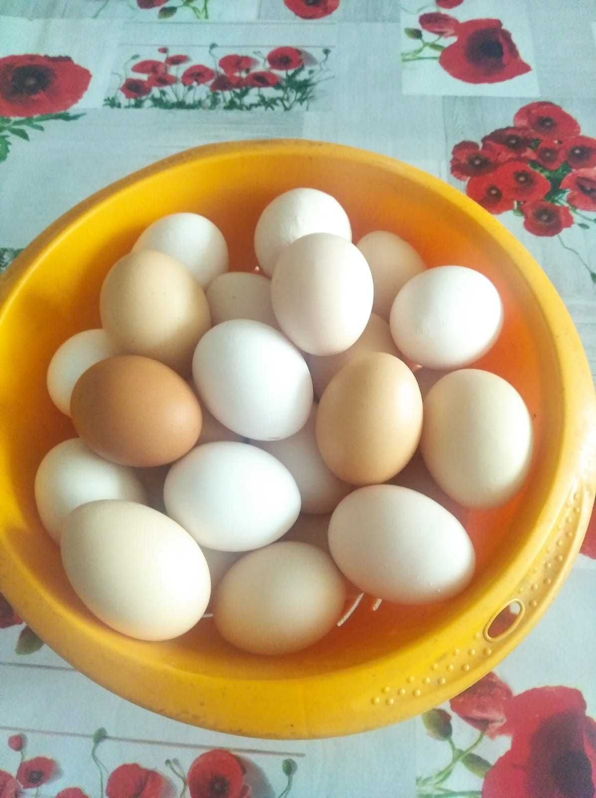 Jajka wiejskie od kur z wolnego wybiegu DOWÓZ tel. 503,,574,,840