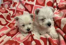 West Highland white terrier