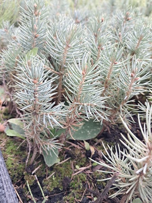 Sprzedam sadzonki świerk srebrny kaibab 2-letni wys okolo 10 cm