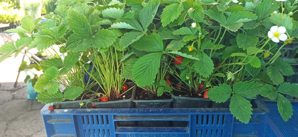 Poziomka wieloletnia, wielkoowocowa