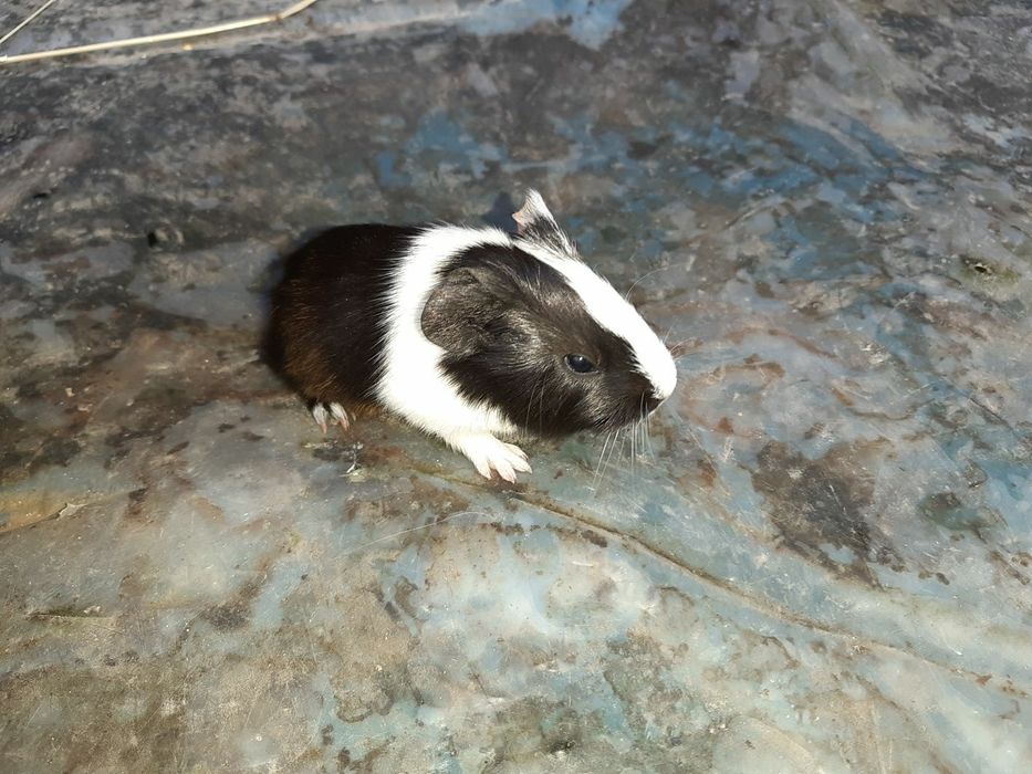 Морские свинки))