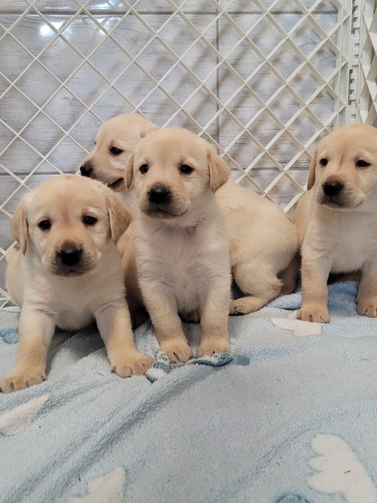 Labrador Retriever Szczeniak Biszkopt